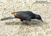 : Onychognathus morio; Red-winged Starling