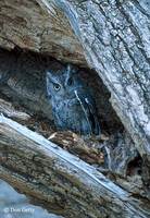 : Otus kennicottii; Western Screech-owl