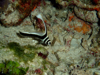 : Equetus punctatus; Spotted Drum