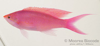 : Pseudanthias pascalus