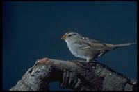 : Zonotrichia leucophrys; White-crowned Sparrow