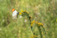 : Anthocharis sara sara; Sara's Orangetip Butterfly