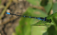 : Coenagrion pulchellum; Variable Damselfly