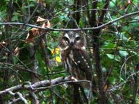 Found and Photographed by Corey Ellingson in Sleepy Hollow Park, Bismarck.  There were two indiv...