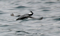 Japanese Murrelet