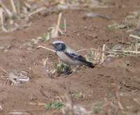 Desert Wheatear (Oenenthe deserti) 2005. január 6. Sonkhaliya Closed Area