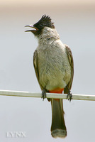 Sooty-headed Bulbul 白喉紅臀鵯