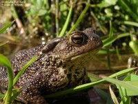 Skrubtudse (Bufo bufo) Foto/billede af