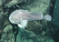 Psychrolutes phrictus