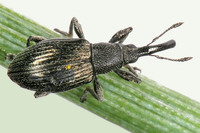 Aspidapion aeneum