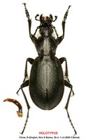 Carabus exiguus evae