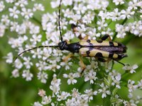 Leptura maculata var. undulata