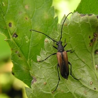 Stenurella melanura var. nigrosuturalis