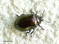 Plagiosterna aenea var. haemorroidalis