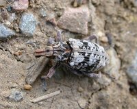 Coniocleonus hollbergii