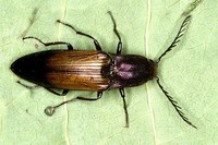 Ctenicera cuprea