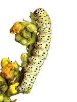 Shargacucullia verbasci - The Mullein