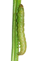 Mesapamea didyma - Lesser Common Rustic