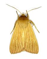 Mythimna impura - Smoky Wainscot