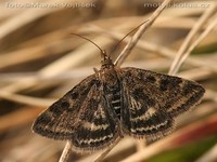 Pyrausta despicata