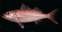 Etelis carbunculus, Ruby snapper: fisheries, gamefish