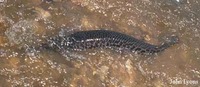 Lepisosteus oculatus, Spotted gar: fisheries, gamefish