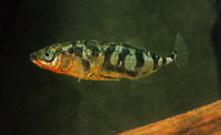 Gasterosteus aculeatus aculeatus, Three-spined stickleback: fisheries