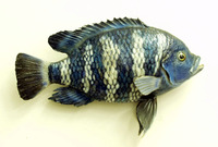 Tilapia cessiana, :