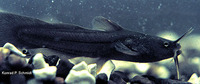 Noturus gyrinus, Tadpole madtom: