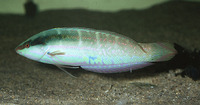 Coris dorsomacula, Pale-barred coris: aquarium