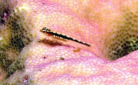 Eviota sebreei, Sebree's pygmy goby: