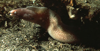 Gymnothorax thyrsoideus, Greyface moray: