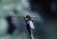 Libellula depressa - Broad-Bodied Chaser