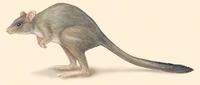 Image of: Bettongia penicillata (brush-tailed bettong)