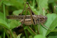 Platycleis albopunctata grisea