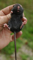 Image of: Peromyscus leucopus (white-footed mouse)