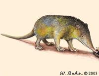 Image of: Solenodon paradoxus (Hispaniolan solenodon)