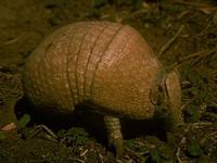 Image of: Tolypeutes matacus (southern three-banded armadillo)