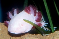 Ambystoma mexicanum - Axolotl