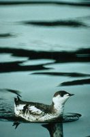 Brachyramphus marmoratus - Marbled Murrelet