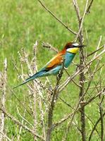 Merops apiaster - Bee-eater