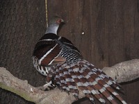 Syrmaticus ellioti - Elliot's Pheasant