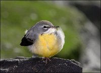 Motacilla cinerea - Grey Wagtail