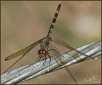 Image of: Dythemis velox