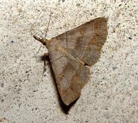 Image of: Renia flavipuntalis