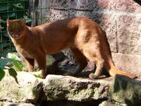 Herpailurus yaguarondi - Jaguarundi