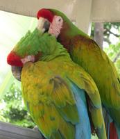 Image of: Ara (macaws)