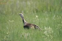 Image of: Meleagris gallopavo (wild turkey)