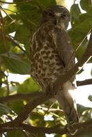 Image of: Ninox scutulata (brown hawk-owl)