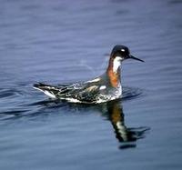 Image of: Phalaropus lobatus (northern phalarope)